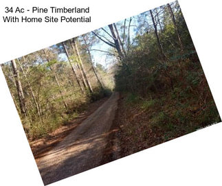 34 Ac - Pine Timberland With Home Site Potential