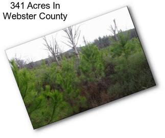 341 Acres In Webster County