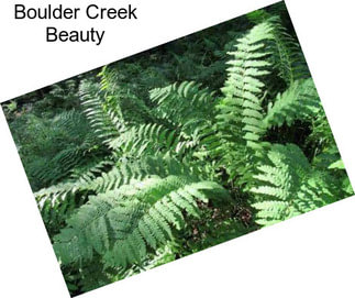 Boulder Creek Beauty