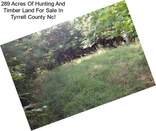 289 Acres Of Hunting And Timber Land For Sale In Tyrrell County Nc!