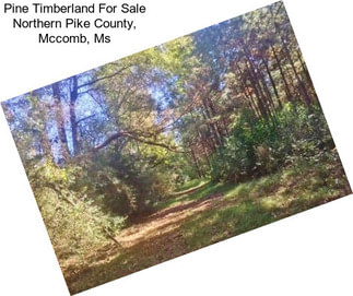 Pine Timberland For Sale Northern Pike County, Mccomb, Ms