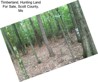 Timberland, Hunting Land For Sale, Scott County, Ms