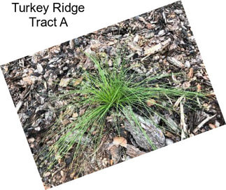 Turkey Ridge Tract A