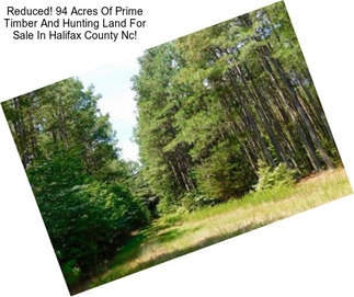 Reduced! 94 Acres Of Prime Timber And Hunting Land For Sale In Halifax County Nc!