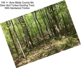 146 +/- Acre Attala County Ms Deer And Turkey Hunting Tract With Hardwood Timber