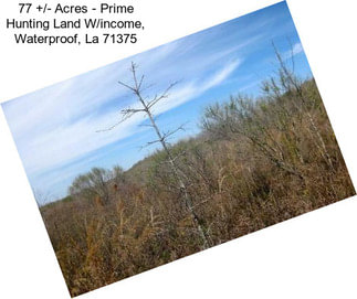 77 +/- Acres - Prime Hunting Land W/income, Waterproof, La 71375