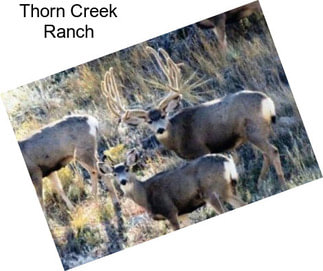 Thorn Creek Ranch