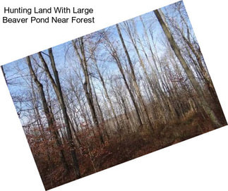 Hunting Land With Large Beaver Pond Near Forest