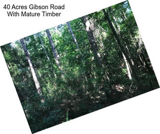 40 Acres Gibson Road With Mature Timber