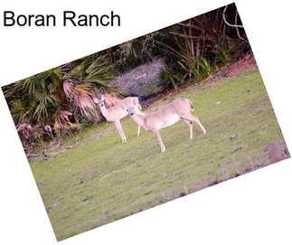 Boran Ranch