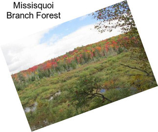 Missisquoi Branch Forest