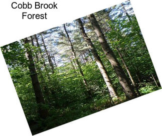 Cobb Brook Forest