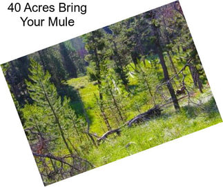 40 Acres Bring Your Mule