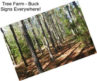 Tree Farm - Buck Signs Everywhere!