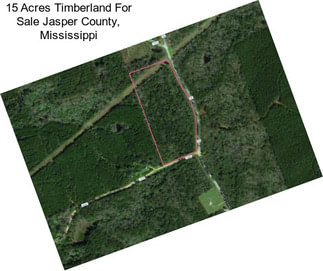 15 Acres Timberland For Sale Jasper County, Mississippi