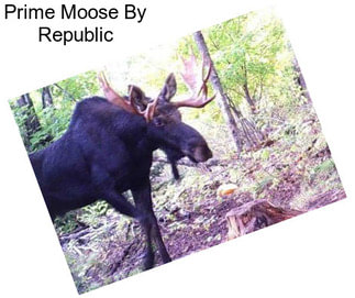 Prime Moose By Republic