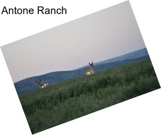 Antone Ranch