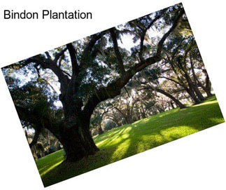 Bindon Plantation