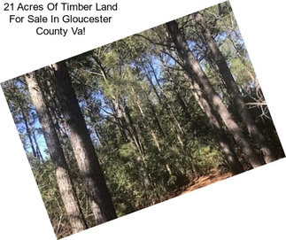 21 Acres Of Timber Land For Sale In Gloucester County Va!