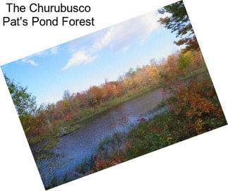The Churubusco Pat\'s Pond Forest