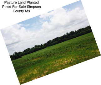 Pasture Land Planted Pines For Sale Simpson County Ms