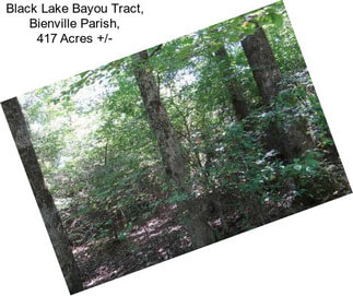 Black Lake Bayou Tract, Bienville Parish, 417 Acres +/-