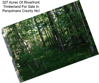 327 Acres Of Riverfront Timberland For Sale In Perquimans County Nc!