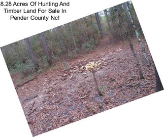 8.28 Acres Of Hunting And Timber Land For Sale In Pender County Nc!