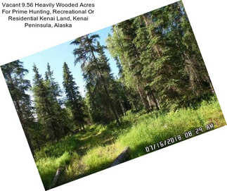 Vacant 9.56 Heavily Wooded Acres For Prime Hunting, Recreational Or Residential Kenai Land, Kenai Peninsula, Alaska