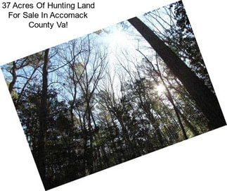 37 Acres Of Hunting Land For Sale In Accomack County Va!