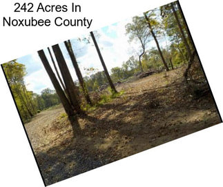 242 Acres In Noxubee County