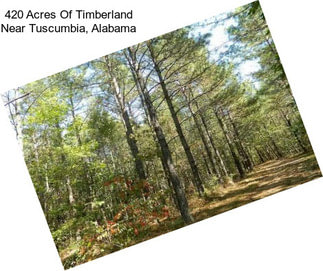 420 Acres Of Timberland Near Tuscumbia, Alabama