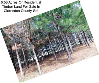6.56 Acres Of Residential Timber Land For Sale In Clarendon County Sc!