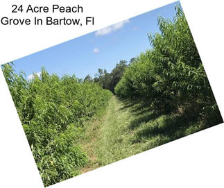 24 Acre Peach Grove In Bartow, Fl