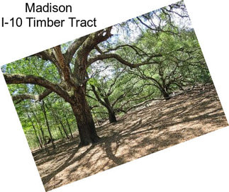 Madison I-10 Timber Tract