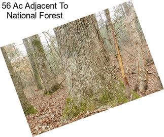 56 Ac Adjacent To National Forest