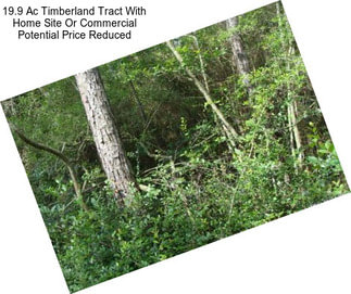 19.9 Ac Timberland Tract With Home Site Or Commercial Potential Price Reduced