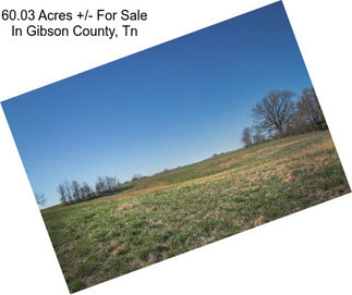 60.03 Acres +/- For Sale In Gibson County, Tn