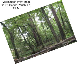 Williamson Way Tract #1 Of Caddo Parish, La, 71 Ac