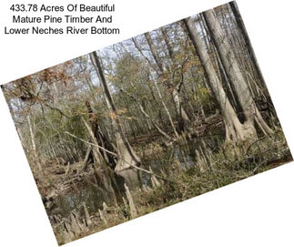 433.78 Acres Of Beautiful Mature Pine Timber And Lower Neches River Bottom