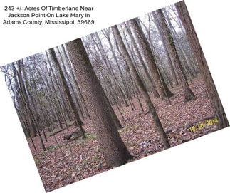 243 +/- Acres Of Timberland Near Jackson Point On Lake Mary In Adams County, Mississippi, 39669