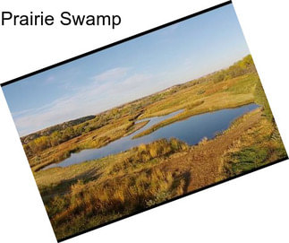 Prairie Swamp