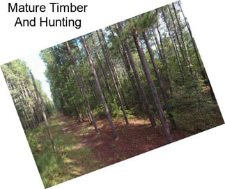 Mature Timber And Hunting