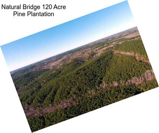 Natural Bridge 120 Acre Pine Plantation