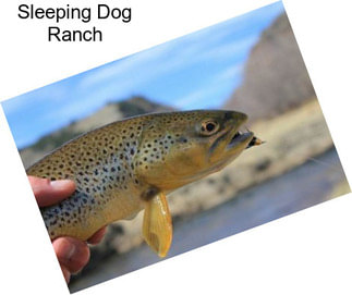 Sleeping Dog Ranch