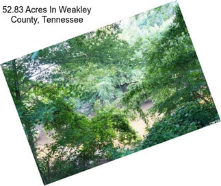 52.83 Acres In Weakley County, Tennessee