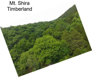 Mt. Shira Timberland
