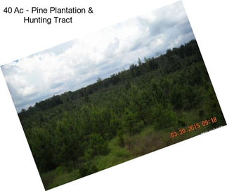 40 Ac - Pine Plantation & Hunting Tract