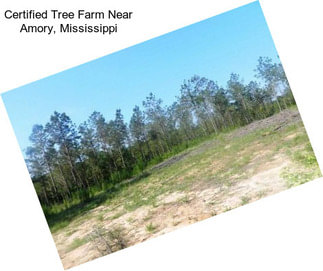 Certified Tree Farm Near Amory, Mississippi