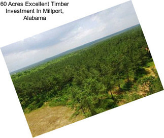 60 Acres Excellent Timber Investment In Millport, Alabama
